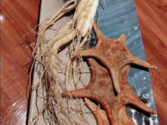 鲜人参锅底-千岛蚝高压锅生蚝·人参火锅(白云万达店)