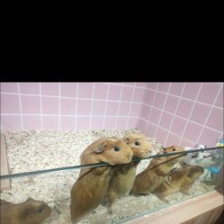 -Moni星球萌宠·小马宝莉·灵蛇·高端高阶全萌宠互动体验俱乐部(红豆国际广场店)