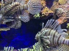 -上海海洋水族馆