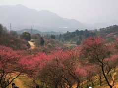 -新建村梅花
