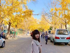 -三里屯东五街银杏大道