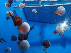 -泉城欧乐堡海洋极地世界