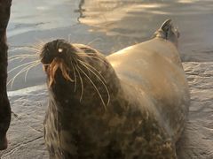 -西雅图水族馆