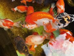 -佛有缘素食馆·荔湾老字号(陈家祠首店)