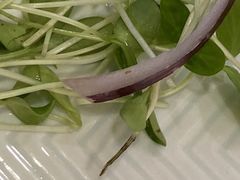 你家的豆苗不去根直接上-北京全聚德(西客站店)