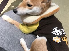 -逗柴咖啡屋·狗咖猫咖宠物桌游