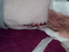 android_upload_pic-瑞派福兴宠物医院犬猫全科·骨科·中西医结合(河东店)