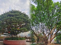 -江心屿景区