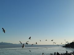 -深圳湾公园(南山区)