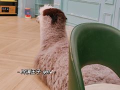 -安格丽娜·狗咖·猫咖羊驼咖(春熙路百盛商场店)