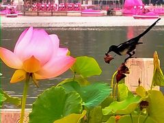 -莲花池公园