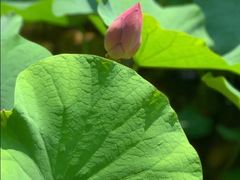 -陈家山荷花公园