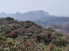 -贵州百里杜鹃风景名胜区