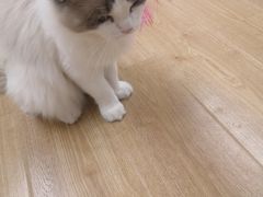 -有喵·猫咖·狗咖·30几只猫10只小狗(岗厦店)