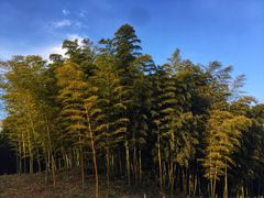 -镇江市南山风景名胜区竹林景区