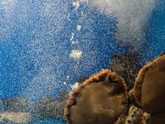 -食神鱼头佛跳墙(百子湾旗舰店)