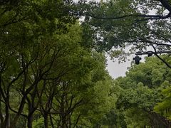 -贡湖湾湿地公园