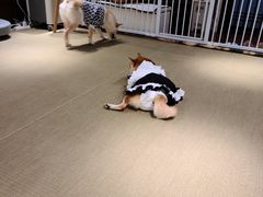 -逗柴咖啡屋·狗咖猫咖宠物桌游
