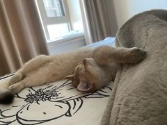 -天使宠物医院·犬猫分诊(彩虹店)