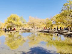 -金塔沙漠胡杨林景区