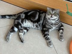 -Catmate·猫肥家润(金润铂宫店)
