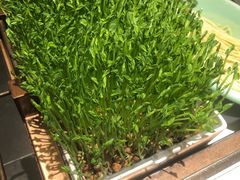 活体有机豆苗-捞神煲汤火锅(湖滨商业街店)