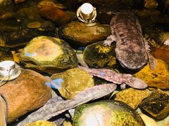 -印象鲵宴·张家界地标美食名片(溪布街店)