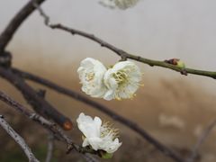 -香雪海