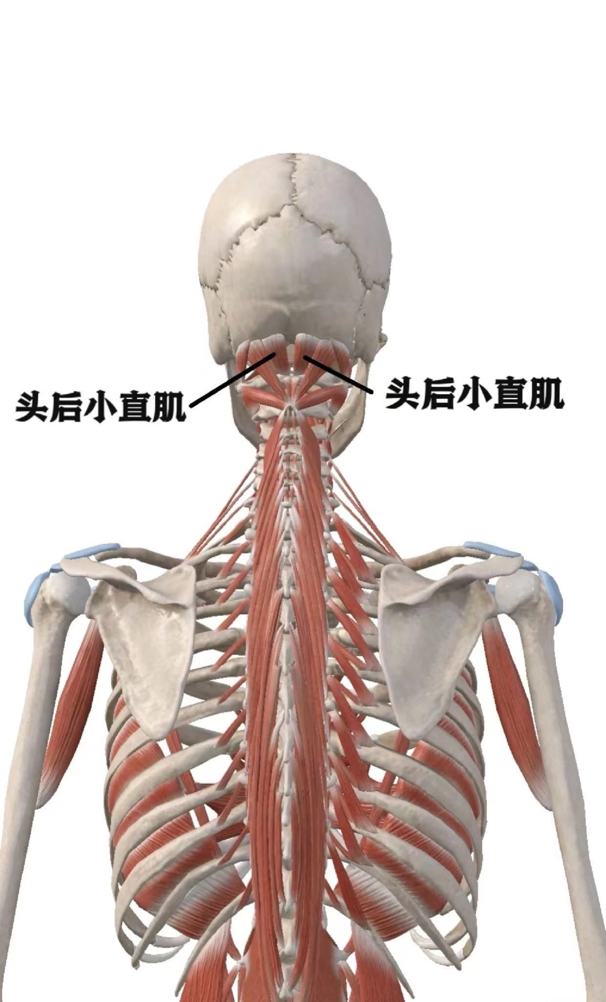 头后小直肌图片图片