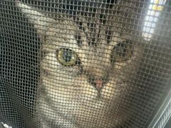 -艾贝尔宠物医院·狂犬免疫点(江山金象城店)