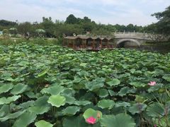 -上海海湾国家森林公园