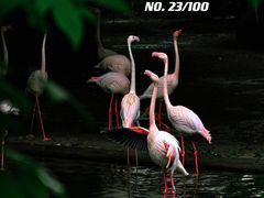 -九龙公园