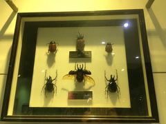 -上海昆虫博物馆