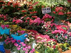 -曲阳花鸟市场(曲阳路店)