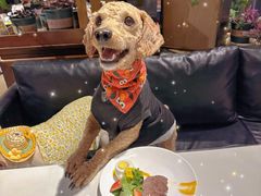 -百好乐宠物友好餐厅(朝外大街店)