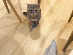 -猫咪派对(江南西店)