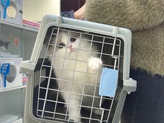 -lincat·猫舍(广州店)