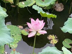 -荔湾湖公园