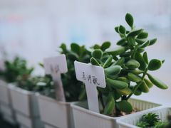 -Africafe(非洲咖啡)