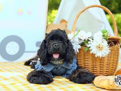 -超宠爱宠物摄影-Super pet