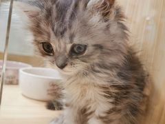 -屋虎猫馆(宝安大仟里店)