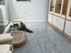 -爱洗澡的猫(天河路店)
