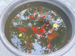 -上海老饭店(北京分店)