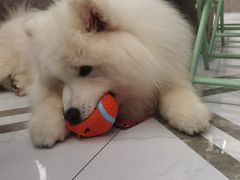 -星多哈·狗咖·拼豆·咖啡