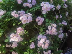 -梁鸿国家湿地公园