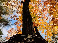 -汤旺河林海奇石景区