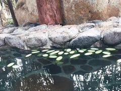 -观唐（国际）度假村温泉