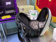 -中农大我爱我爱24h动物医院·中医针灸·猫专科·骨科医疗中心(双井店)
