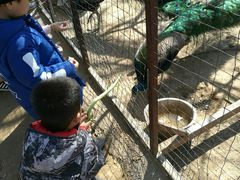 -意大利农场度假村