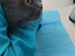 -喜多萌中农锦绣动物医院24H·猫科·牙科MRI·CT